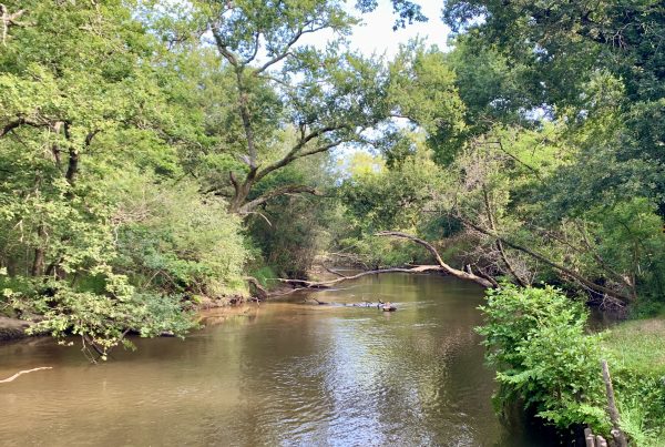 Rivière de la leyre en gironde
