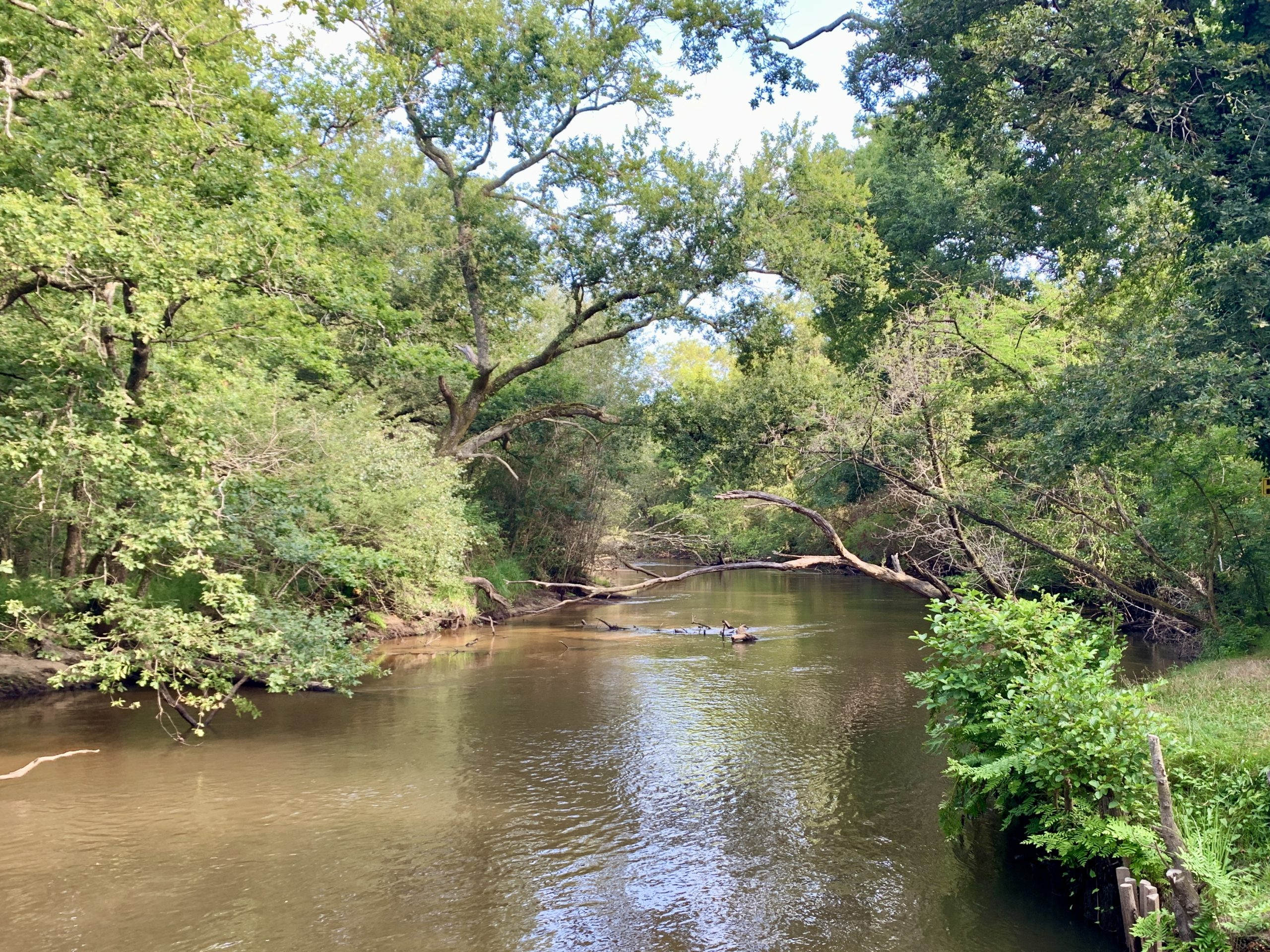 Rivière de la leyre en gironde
